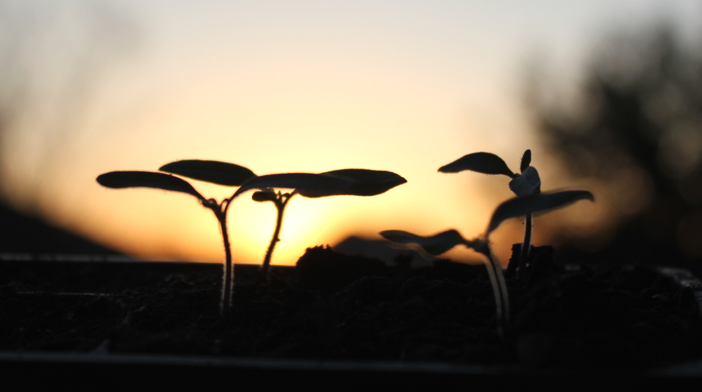 The Dawn of a New Garden