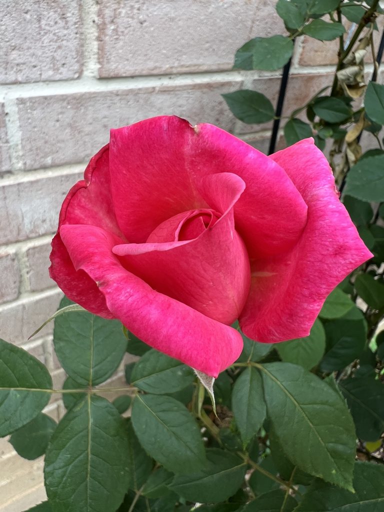 I saved ten climbing and rambling rose plants from invasive Mexican Petunias. All ten roses were dug up and repotted while I removed the hundred of Mexican Petunia roots that were killing the roses. The process took over two weeks. The rose pictured was the first bloom after the plant was put back in its forever home. What a wonderful way to say thank you!
